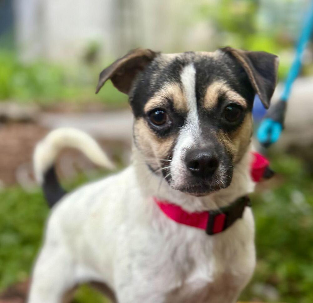 Enlarge Mary, a Adoptable mixed breed in New York, NY image 3/6