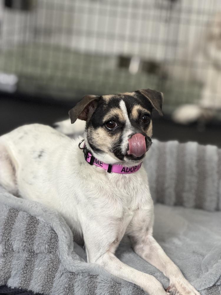 Enlarge Miss Monroe, a Adoptable mixed breed in New York, NY image 6/6