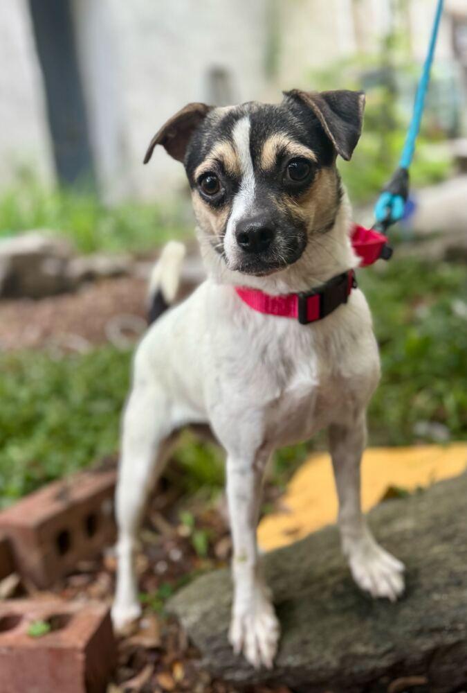 Enlarge Mary, a Adoptable mixed breed in New York, NY image 4/6