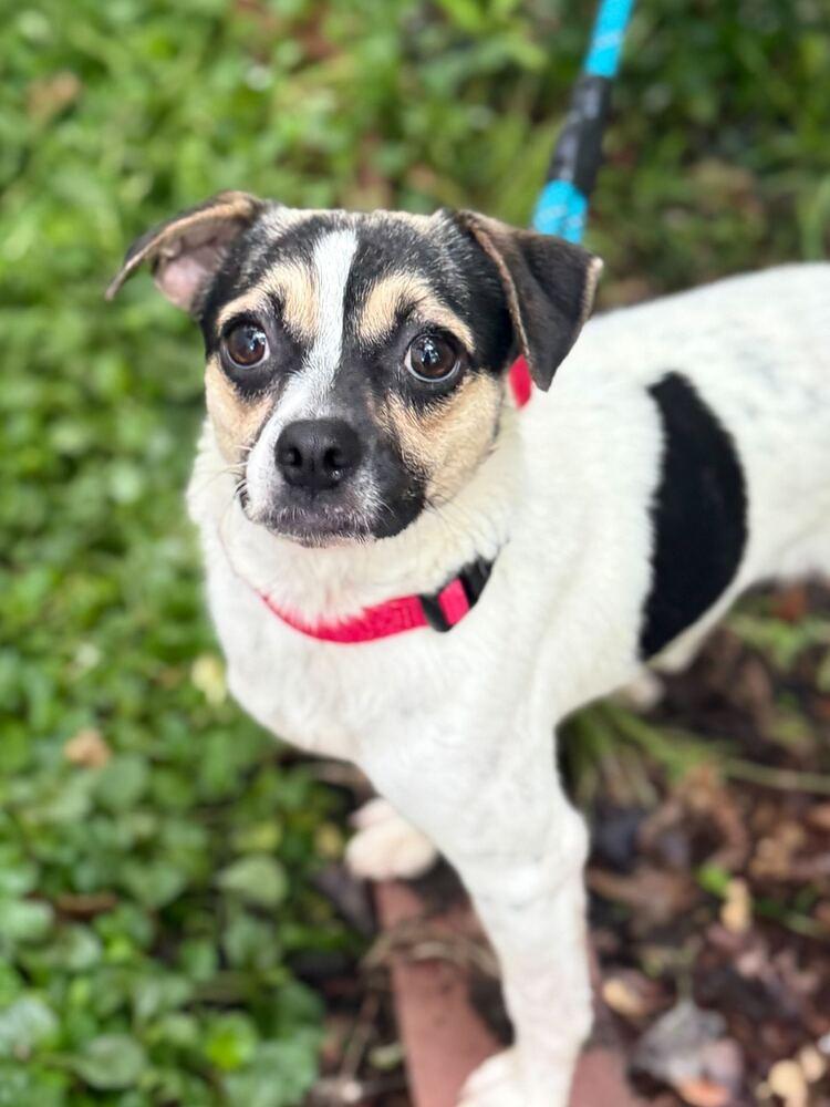 Enlarge Mary, a Adoptable mixed breed in New York, NY image 5/6