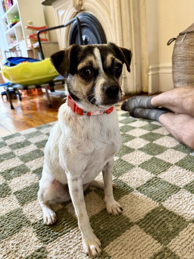 Enlarge Mary, a Adoptable mixed breed in New York, NY image 6/6