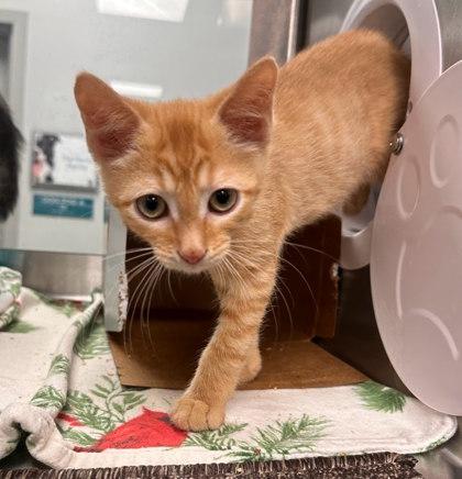 Charmander - Bonded with Polish, Adoptable, Kitten Male Domestic Short Hair & Domestic Short Hair.