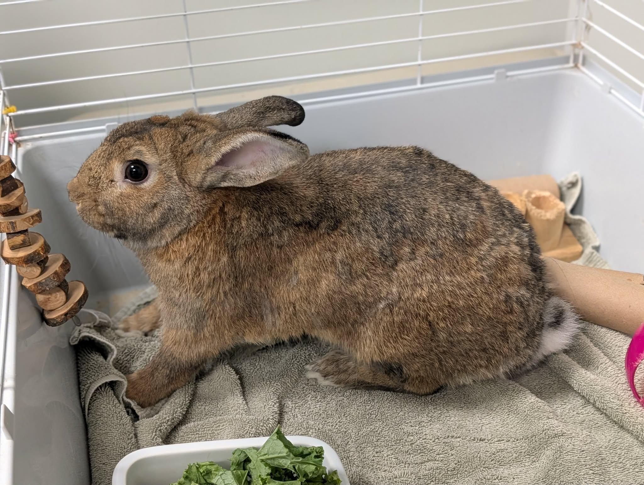 Miffy, Adoptable, Adult Male American.