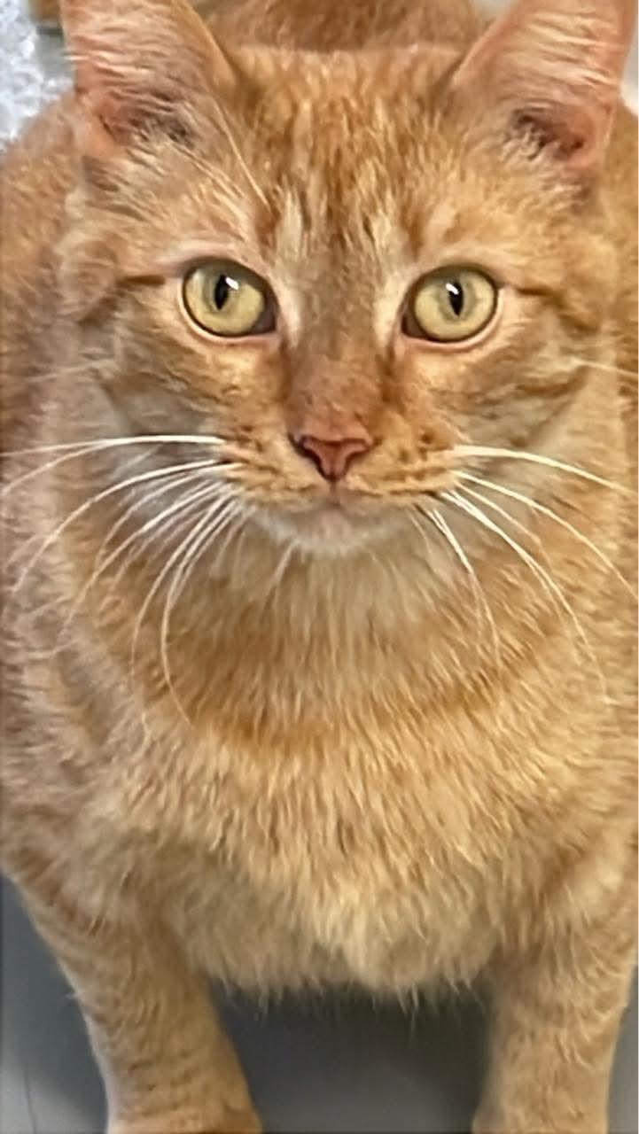 Hobo, Adult Male Domestic Short Hair