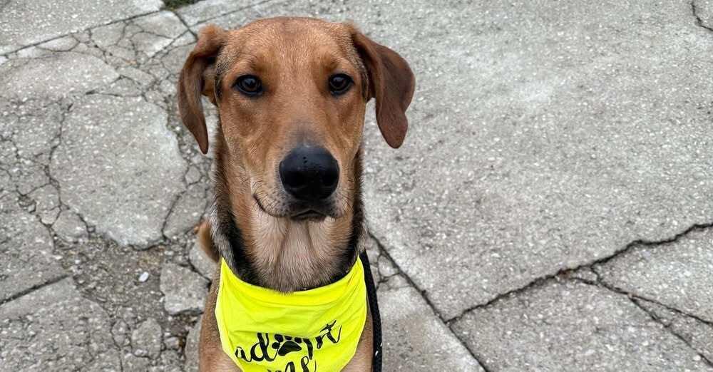 Scooby, Adoptable, Adult Male German Shepherd Dog & Doberman Pinscher.