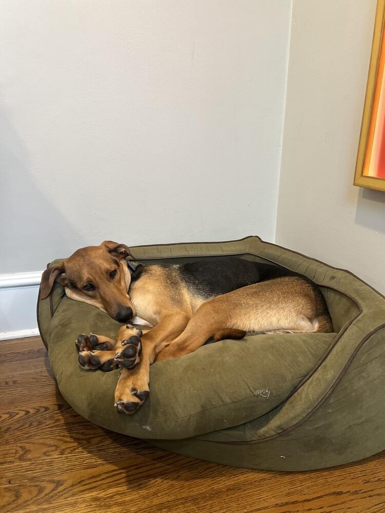 Scooby, a Adoptable mixed breed in Columbus, OH image 2/4