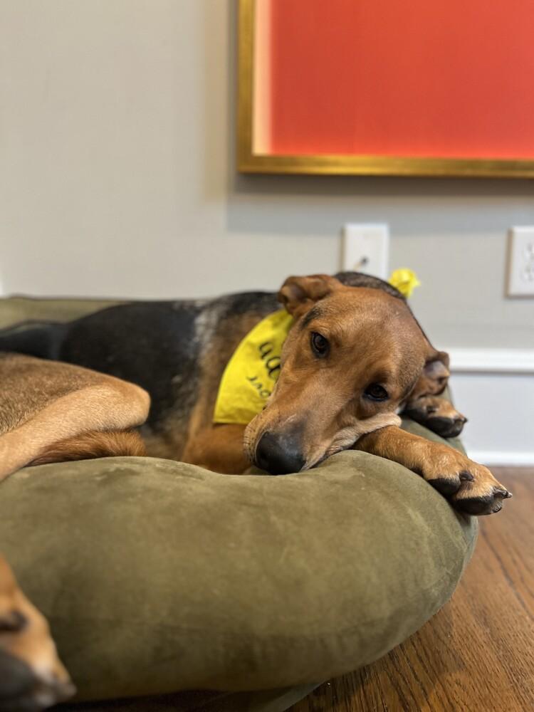 Scooby, a Adoptable mixed breed in Columbus, OH image 3/4