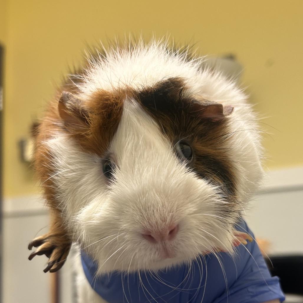Enlarge Tofu, a Adoptable mixed breed in Charlottesville, VA image 1/1