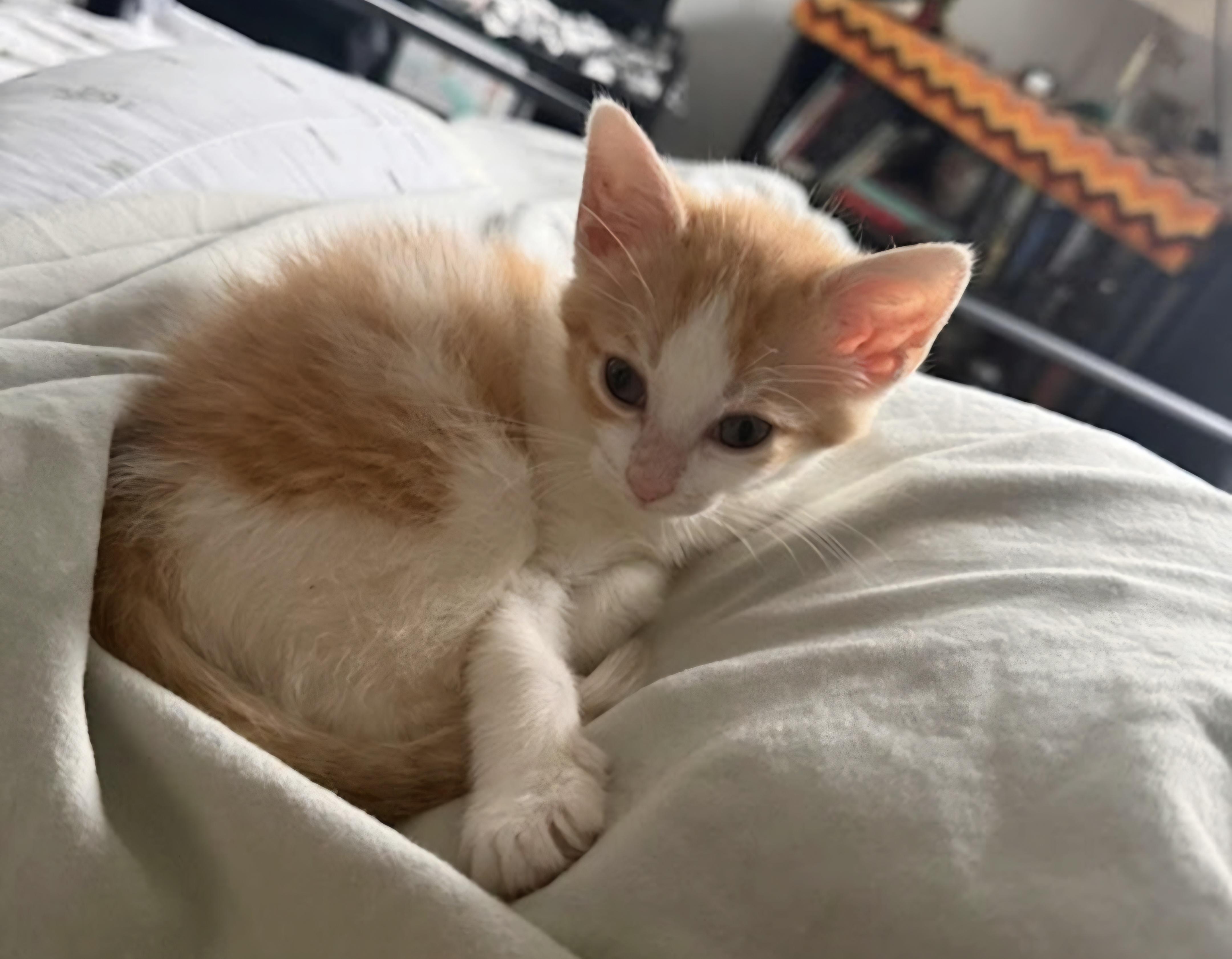 Cheezit, Adoptable, Kitten Male Domestic Short Hair.