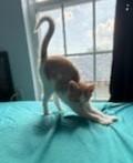 Enlarge Cheezit, a Adoptable mixed breed in Knoxville, TN image 2/5