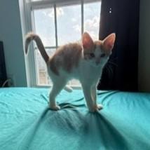Enlarge Cheezit, a Adoptable mixed breed in Knoxville, TN image 3/5
