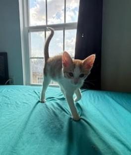 Enlarge Cheezit, a Adoptable mixed breed in Knoxville, TN image 4/5