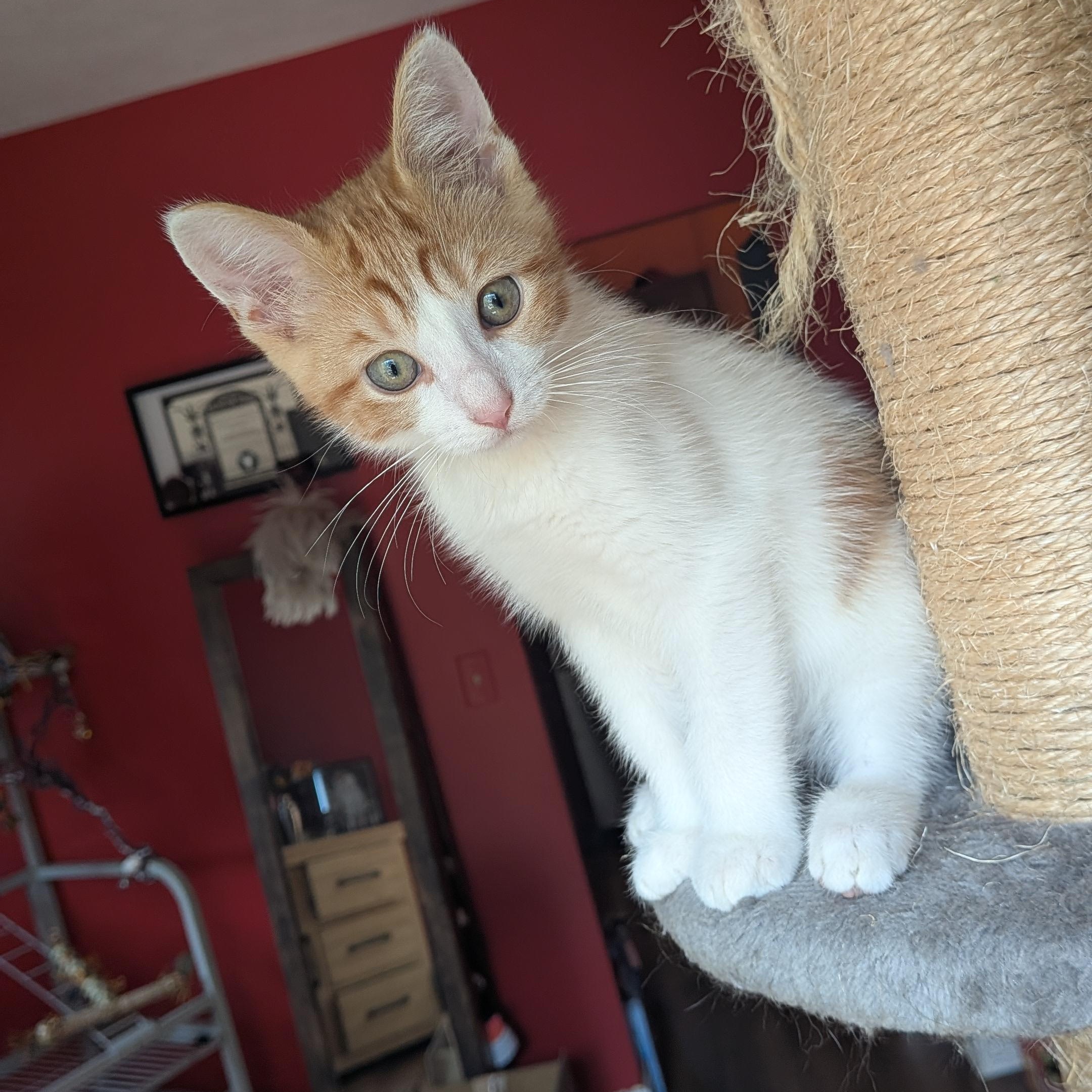 Enlarge Thursday, a Adopted Domestic Short Hair in Hudsonville, MI image 2/3