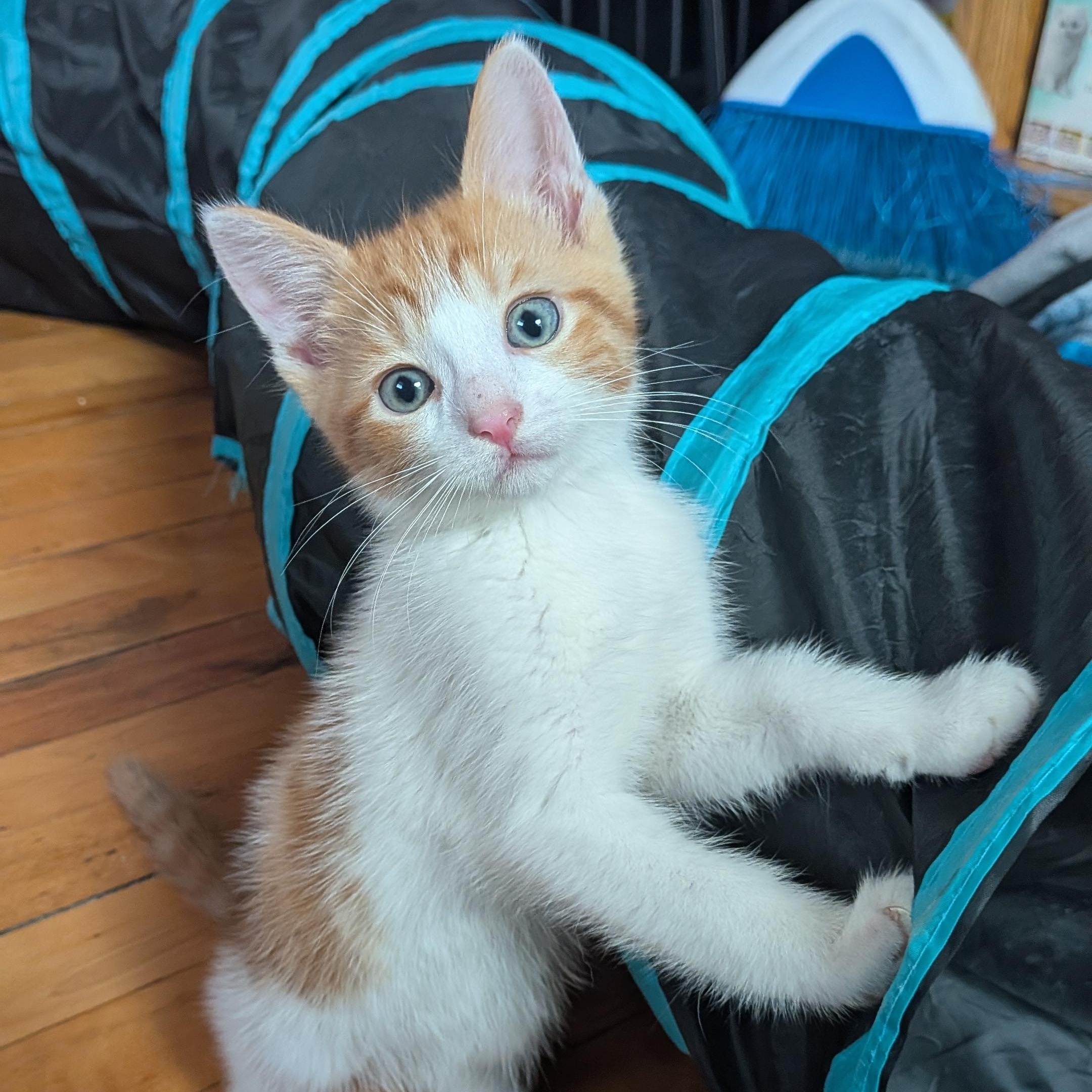 Thursday, Adopted, Kitten Male Domestic Short Hair.