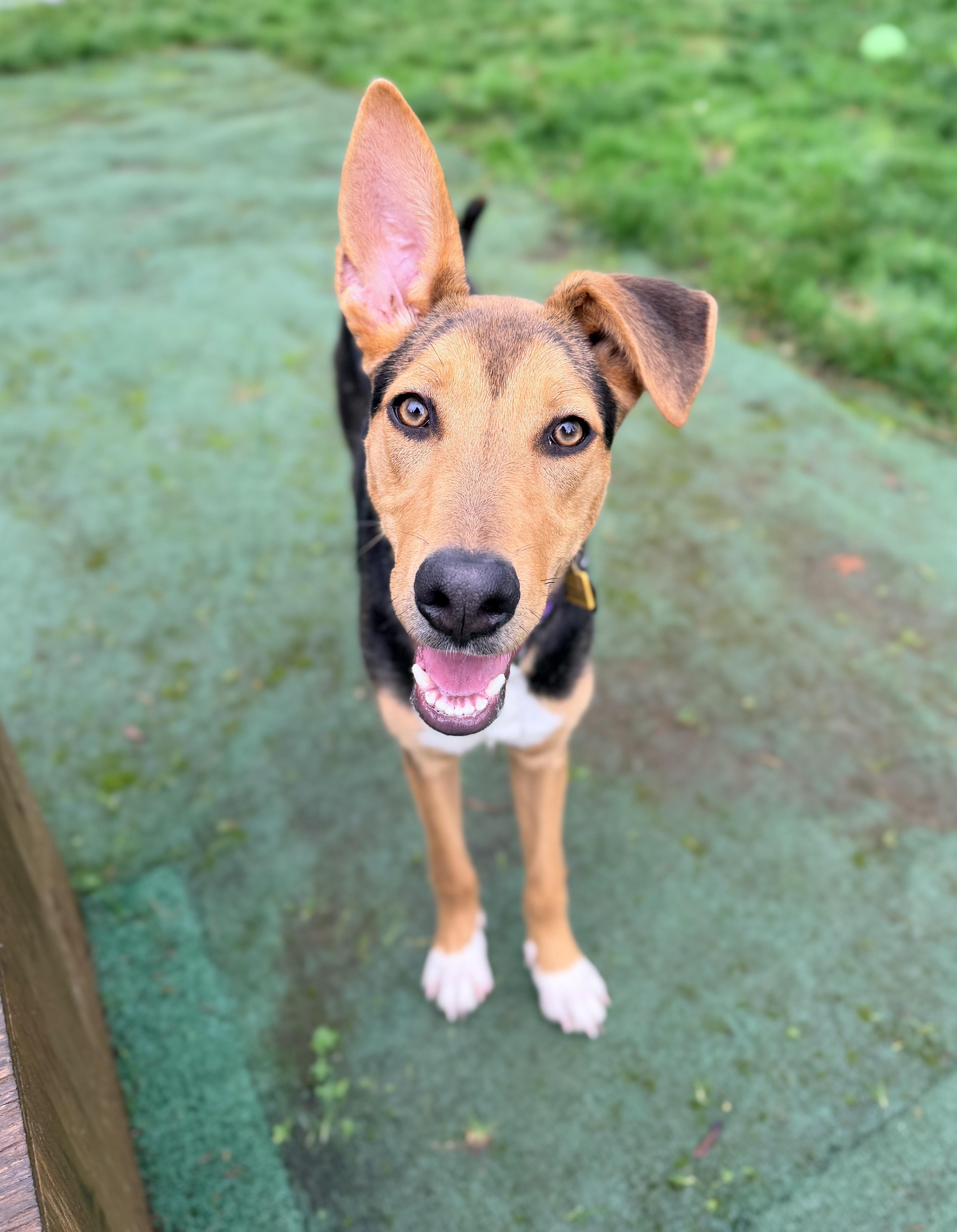 Enlarge Sharon, an adopted mixed breed in Beavercreek, OR image 2/5