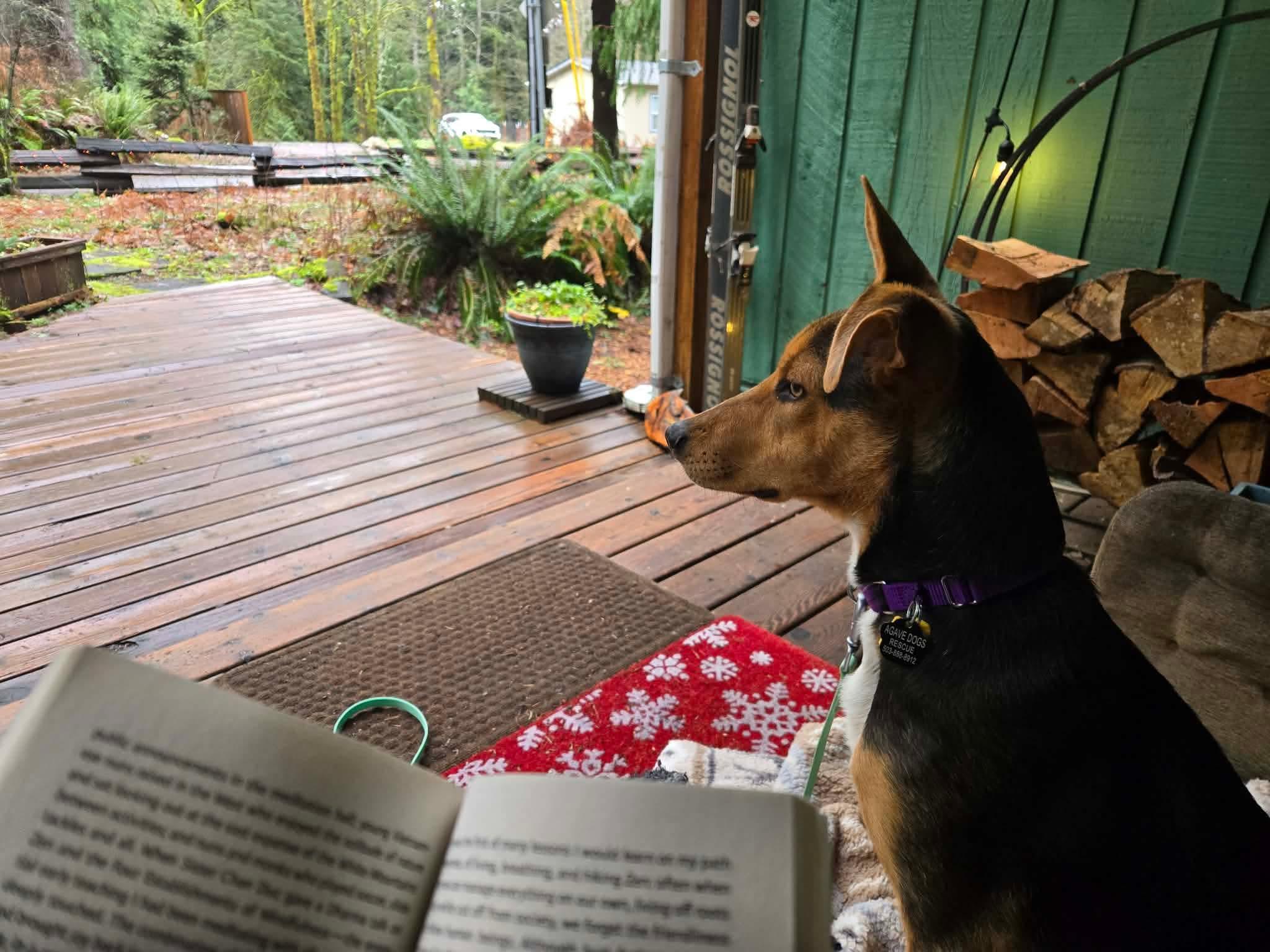 Enlarge Sharon, an adopted mixed breed in Beavercreek, OR image 3/5