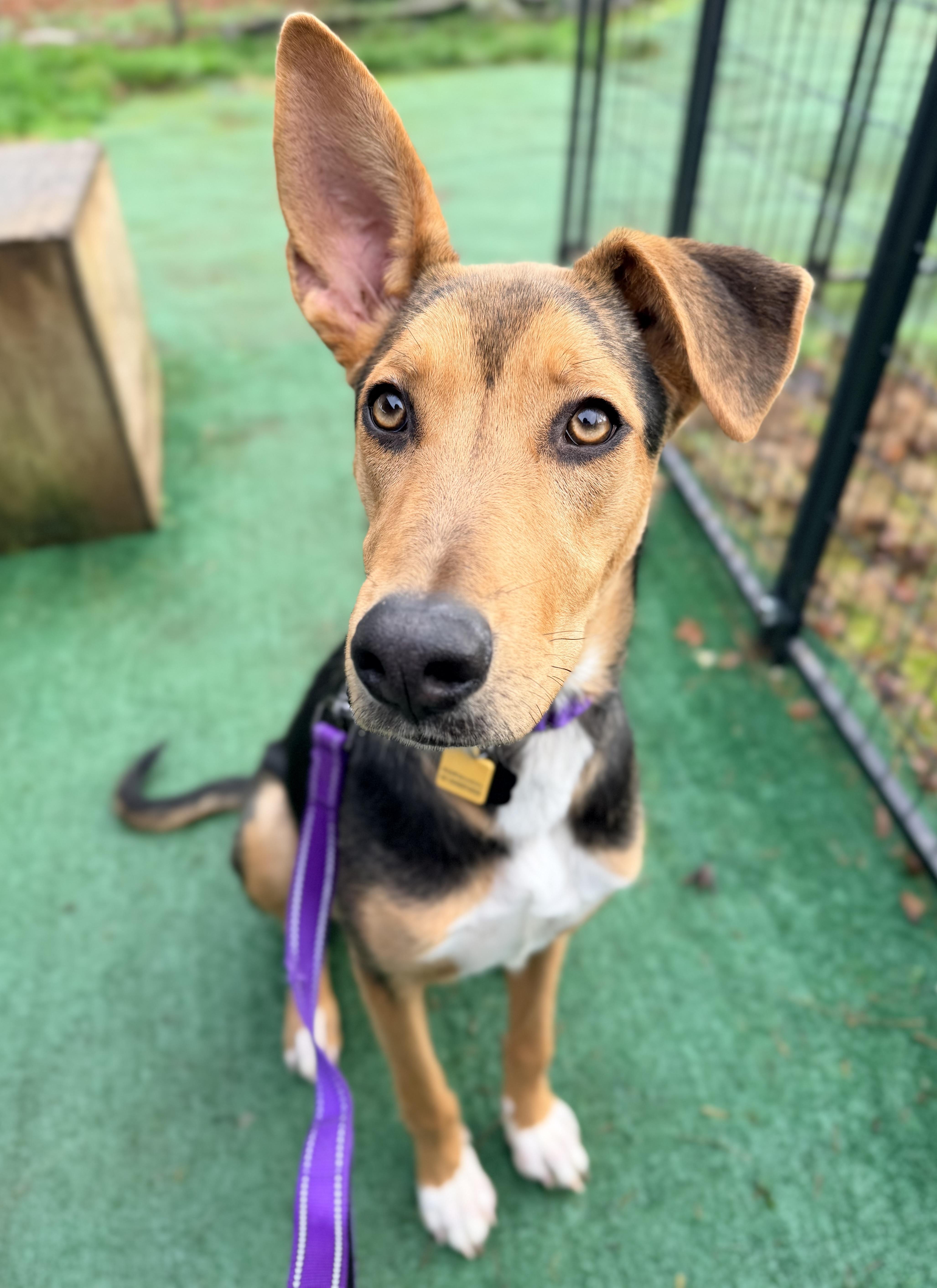 Enlarge Sharon, an adopted mixed breed in Beavercreek, OR image 1/5