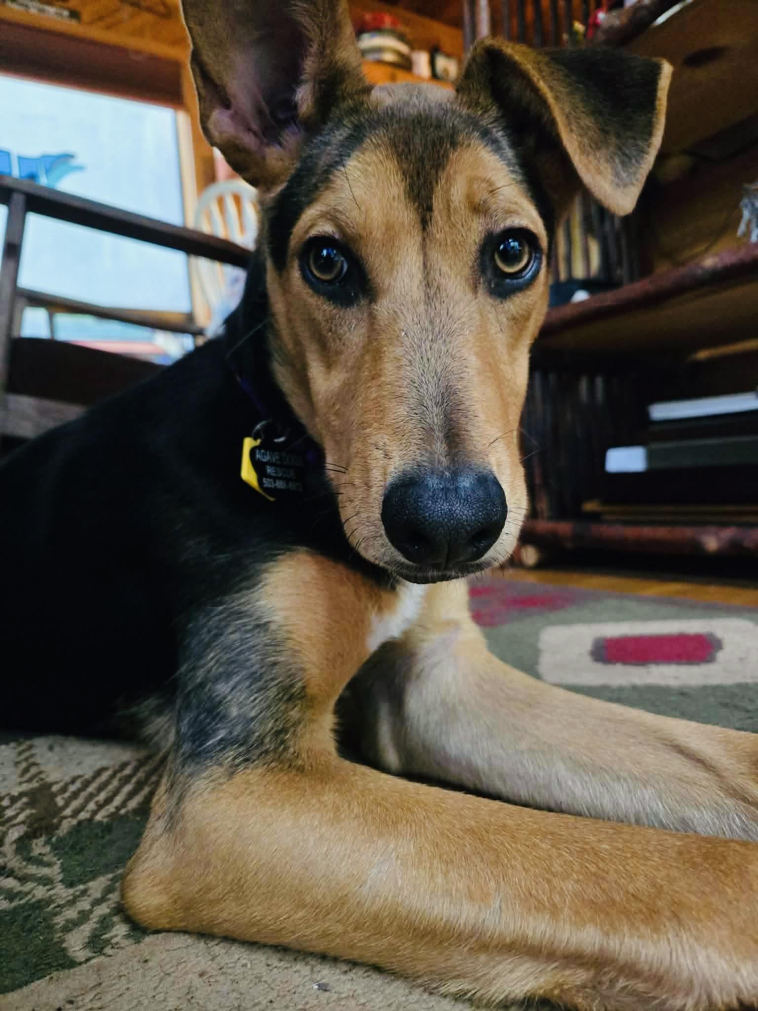 Enlarge Sharon, an adopted mixed breed in Beavercreek, OR image 4/5