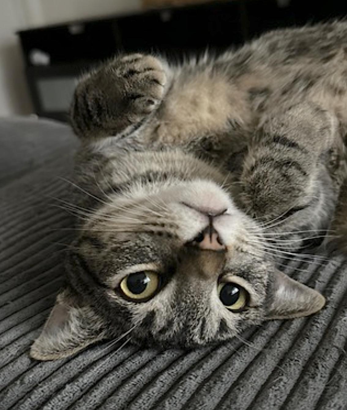Enlarge Olive and Pumpkin, a Adoptable Domestic Short Hair in San Diego, CA image 3/6