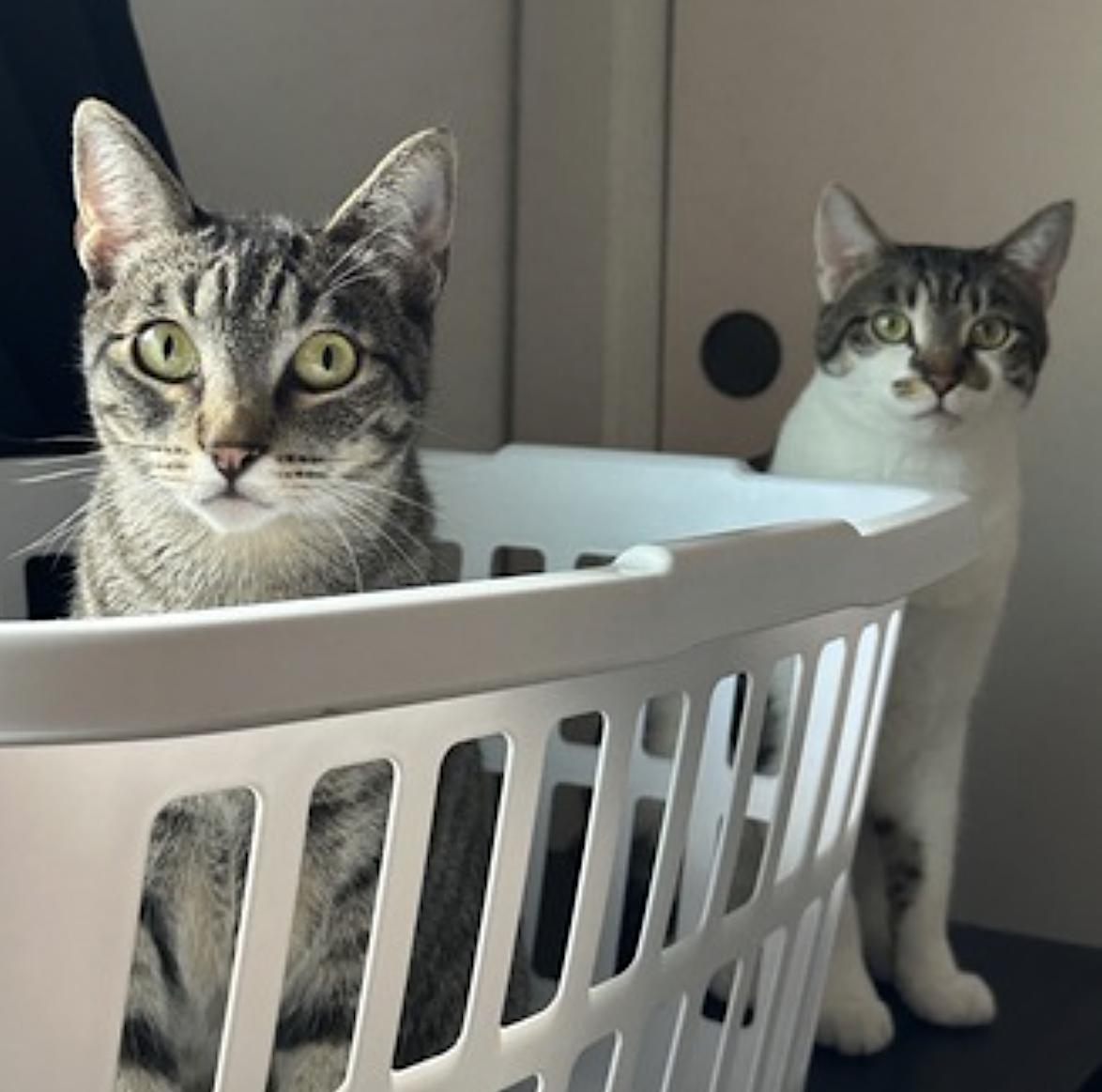 Enlarge Olive and Pumpkin, a Adoptable Domestic Short Hair in San Diego, CA image 5/6