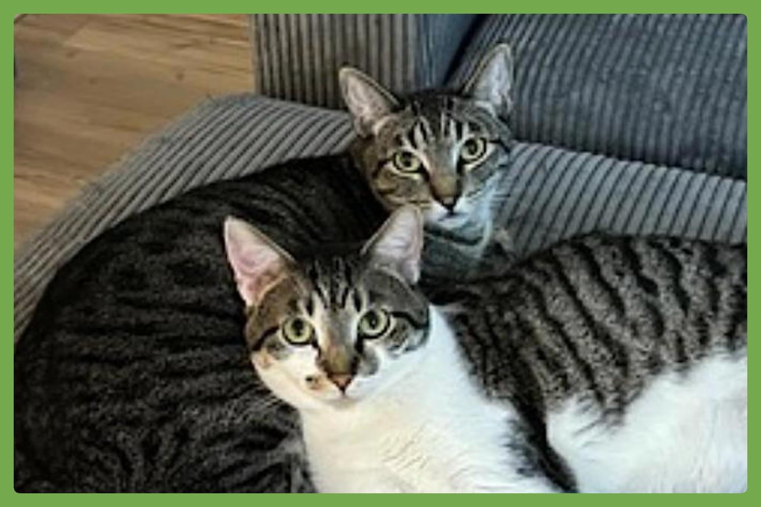 Olive and Pumpkin, Adoptable, Young Female Domestic Short Hair.