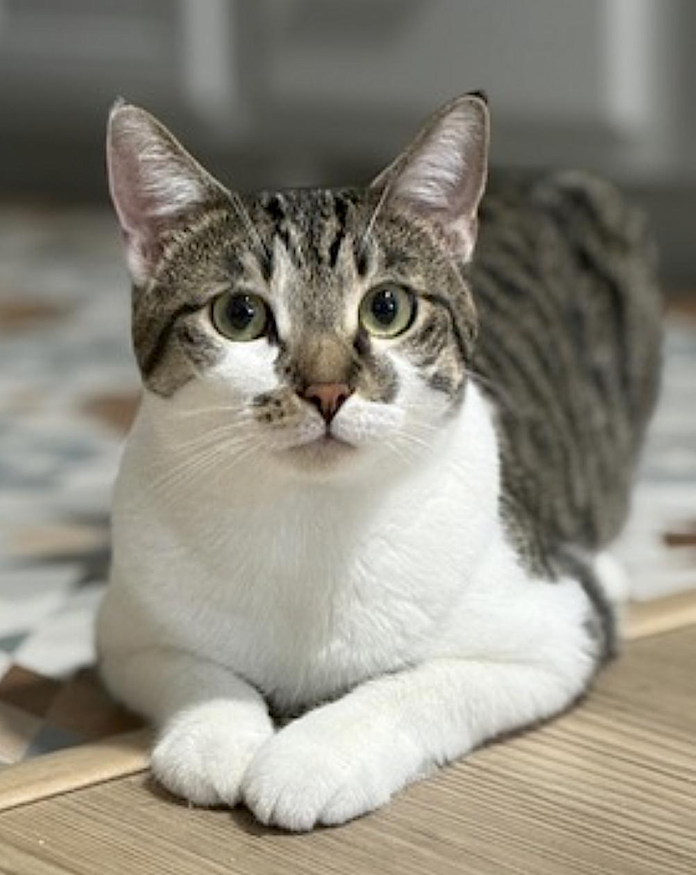 Enlarge Olive and Pumpkin, a Adoptable Domestic Short Hair in San Diego, CA image 4/6