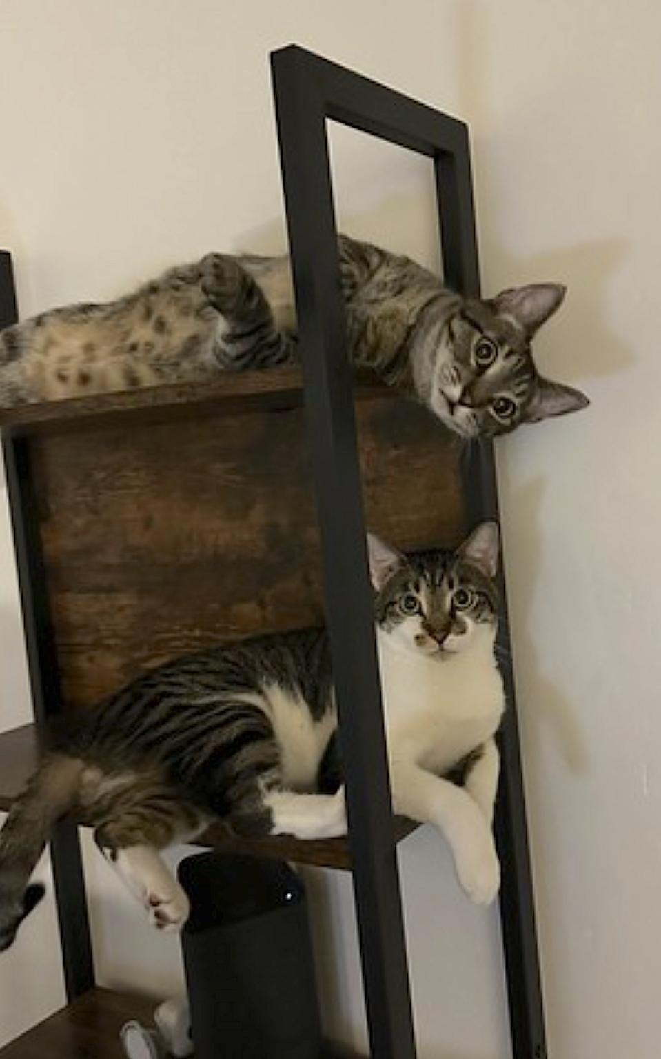 Enlarge Olive and Pumpkin, a Adoptable Domestic Short Hair in San Diego, CA image 2/6