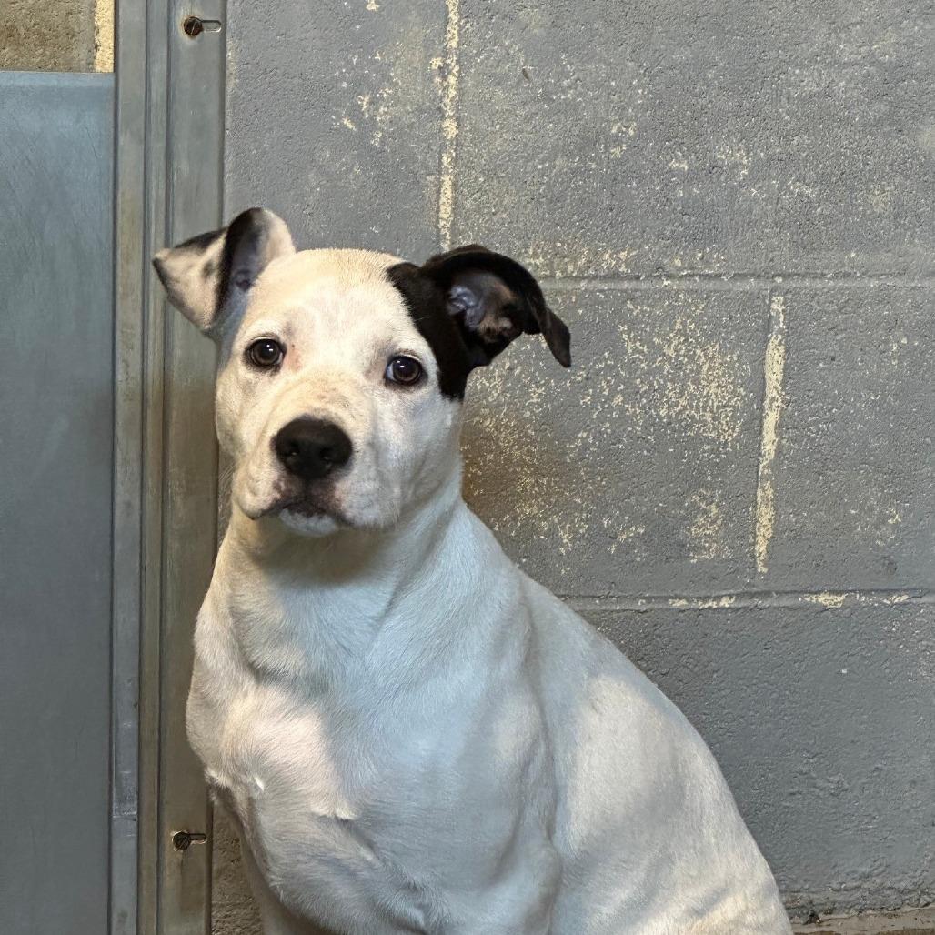 Enlarge Wendell, a Adoptable Pit Bull Terrier in Coos Bay, OR image 1/1