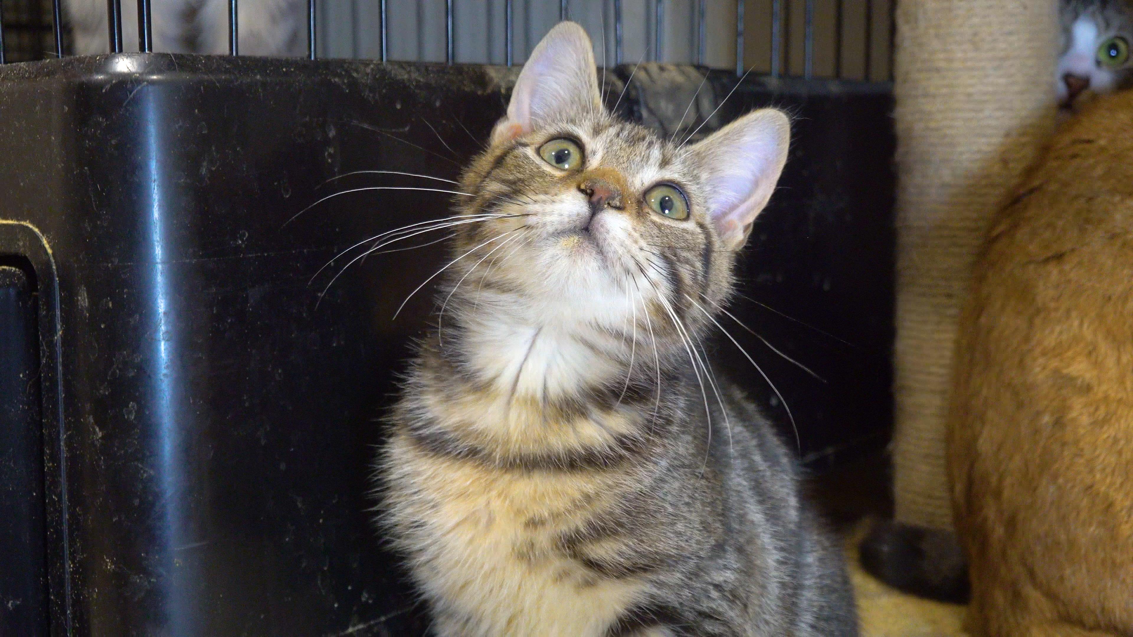 Enlarge Orion, a Adoptable Domestic Short Hair in Pembroke Pines, FL image 2/3