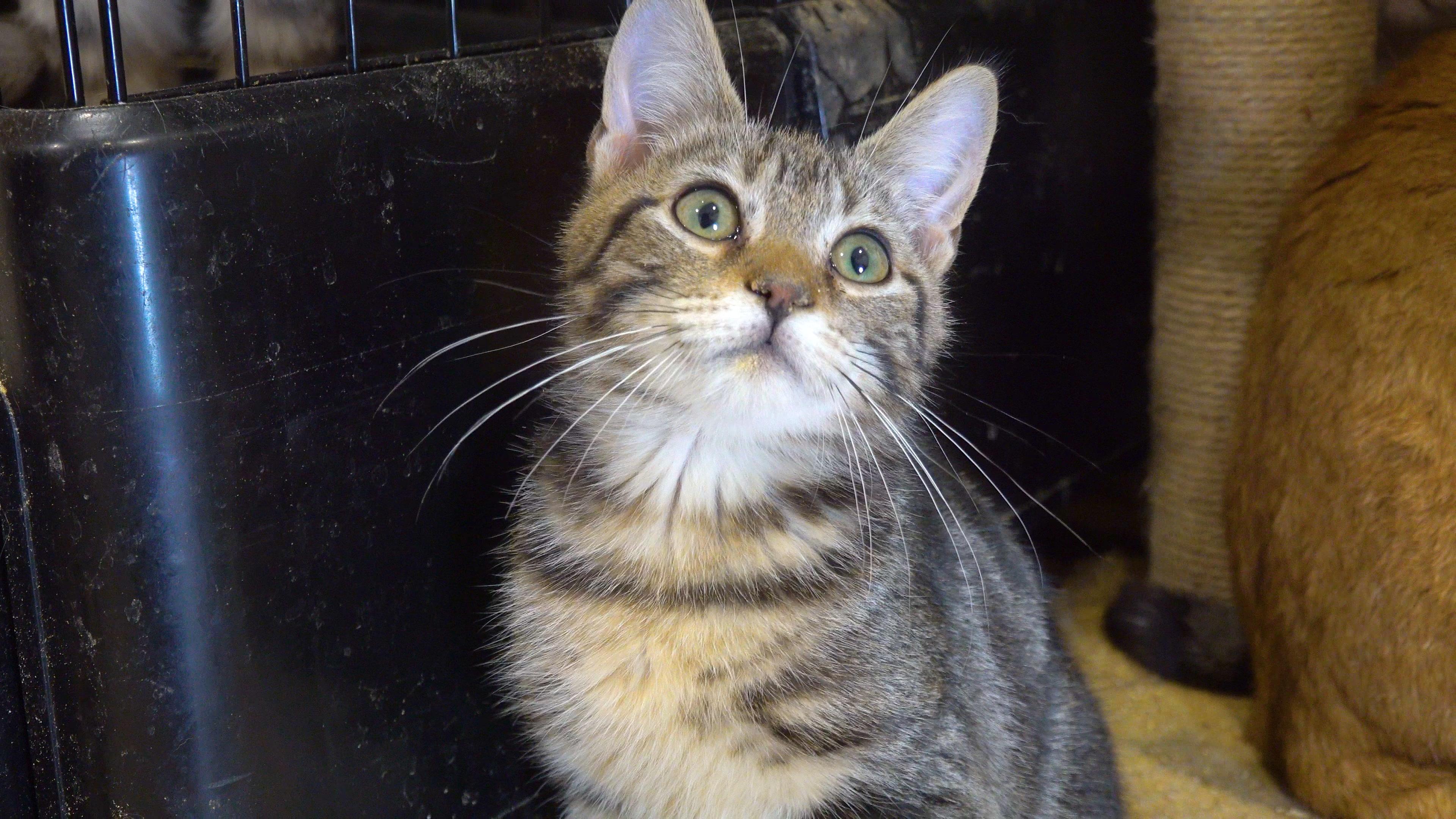 Orion, Adoptable, Young Male Domestic Short Hair.