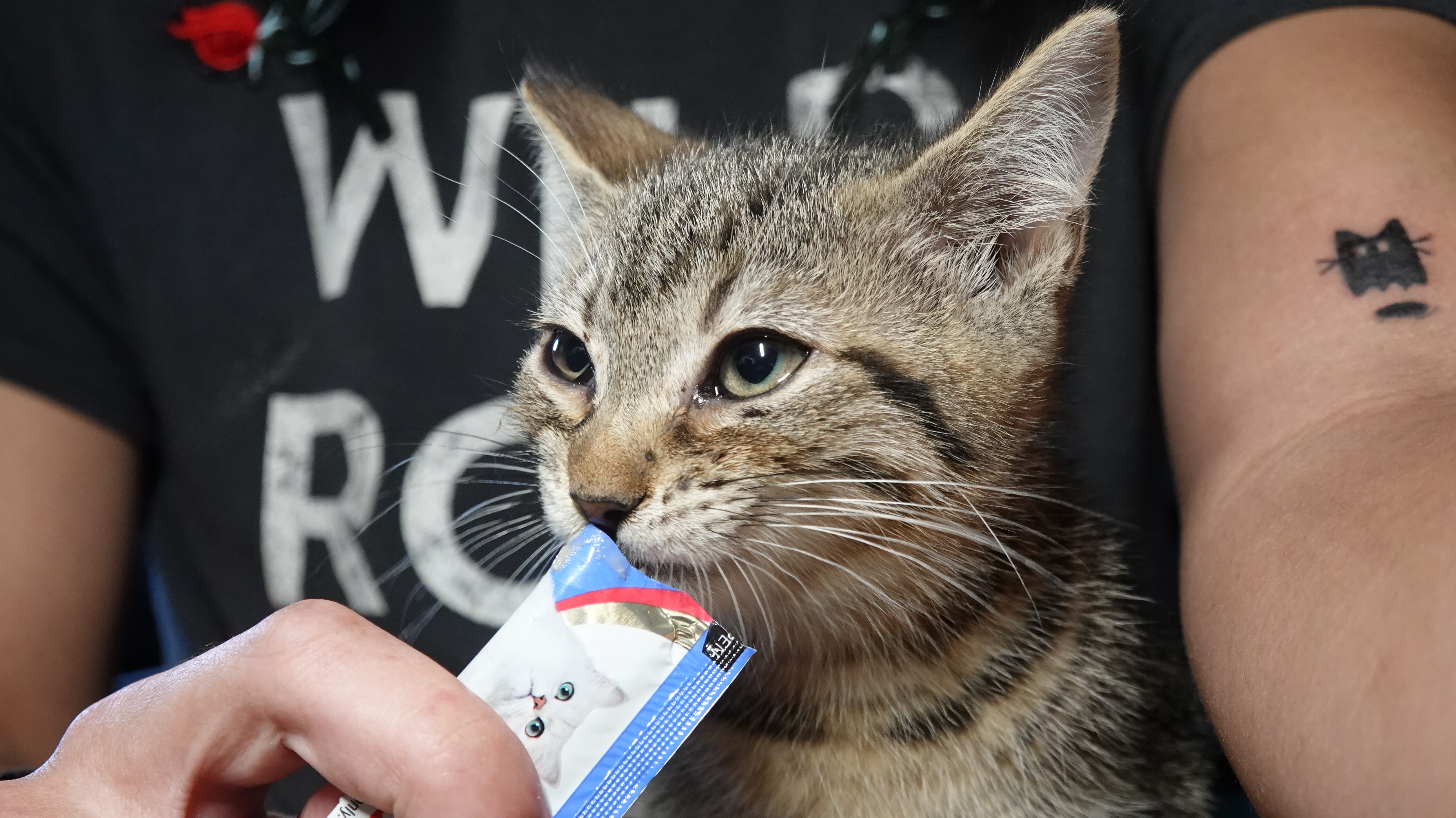 Enlarge Orion, a Adoptable Domestic Short Hair in Pembroke Pines, FL image 3/3