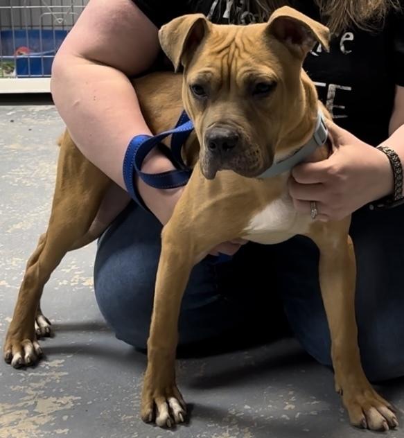 Enlarge Scooby, a Adoptable mixed breed in Richmond, IN image 1/6