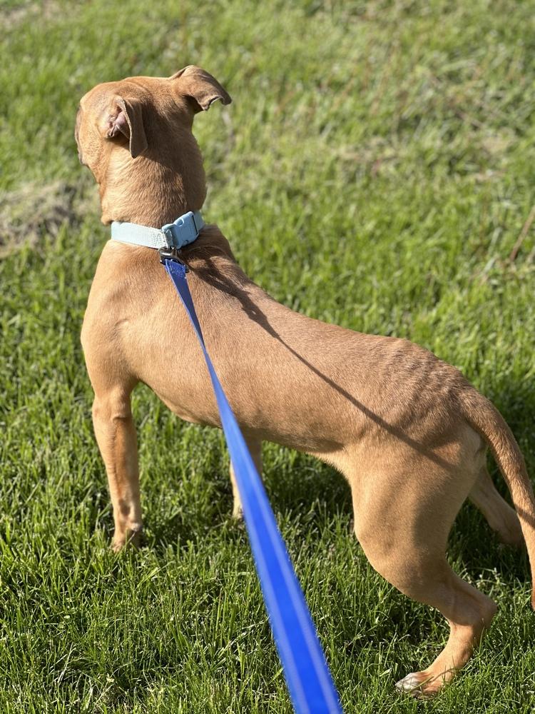 Enlarge Scooby, a Adoptable mixed breed in Richmond, IN image 2/6
