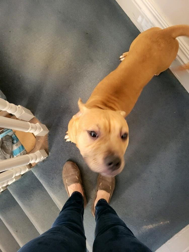 Enlarge Scooby, a Adoptable mixed breed in Richmond, IN image 3/6