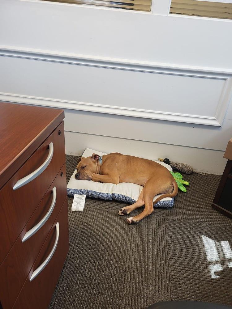 Enlarge Scooby, a Adoptable mixed breed in Richmond, IN image 4/6