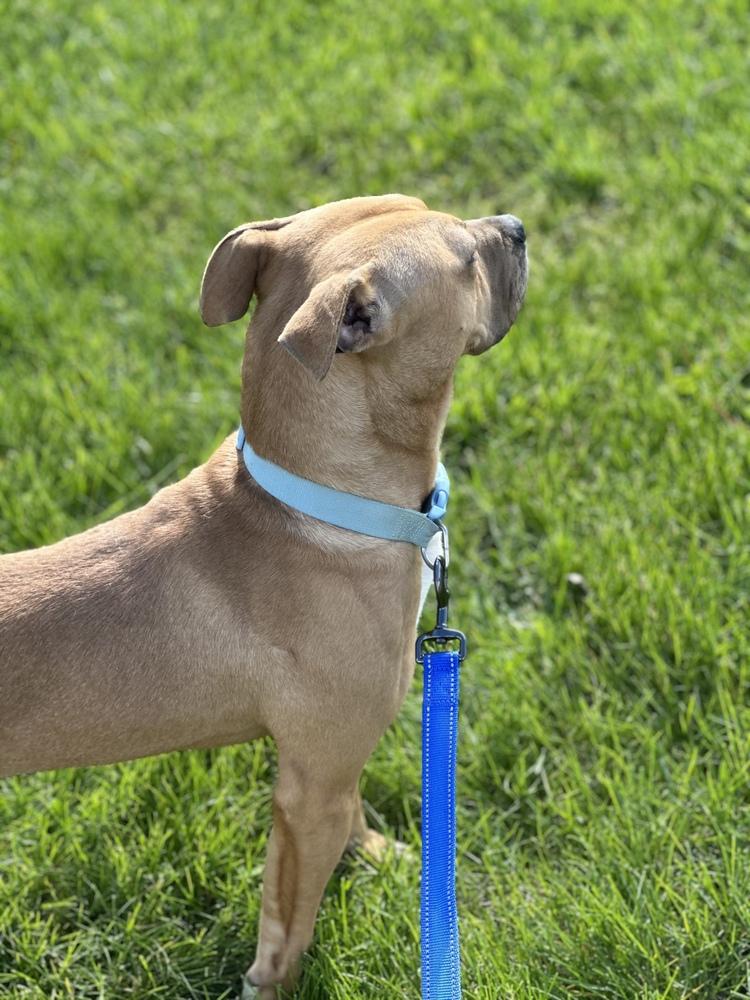 Enlarge Scooby, a Adoptable mixed breed in Richmond, IN image 5/6