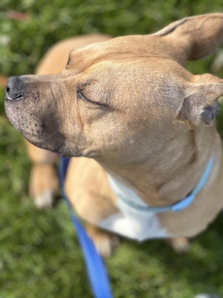 Scooby, Adoptable, Adult Male Mixed Breed.