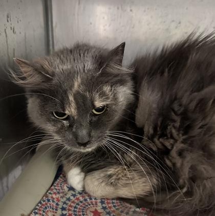 Enlarge Trixie, a Adopted Domestic Long Hair in Athens, GA image 2/3