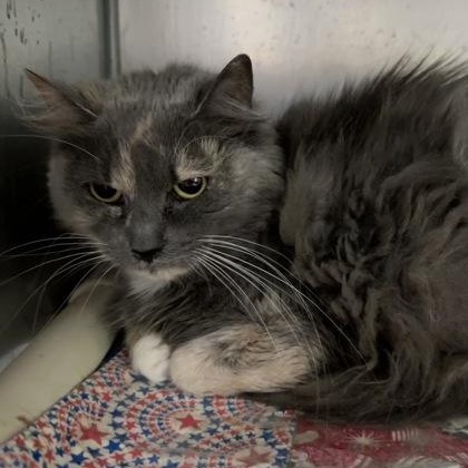 Enlarge Trixie, a Adopted Domestic Long Hair in Athens, GA image 3/3