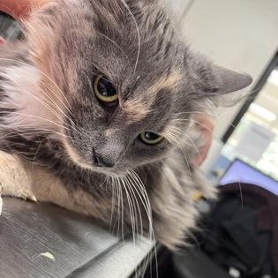Trixie, Adopted, Adult Female Domestic Long Hair.