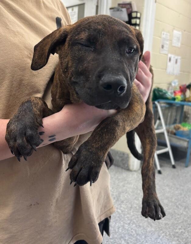 Walnut, Adoptable, Young Male Pit Bull Terrier & Mixed Breed.