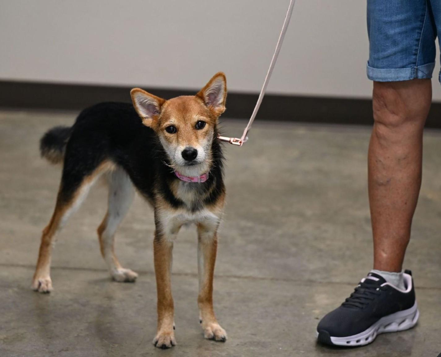 Shirobi, adopted, Young Female Shiba Inu.