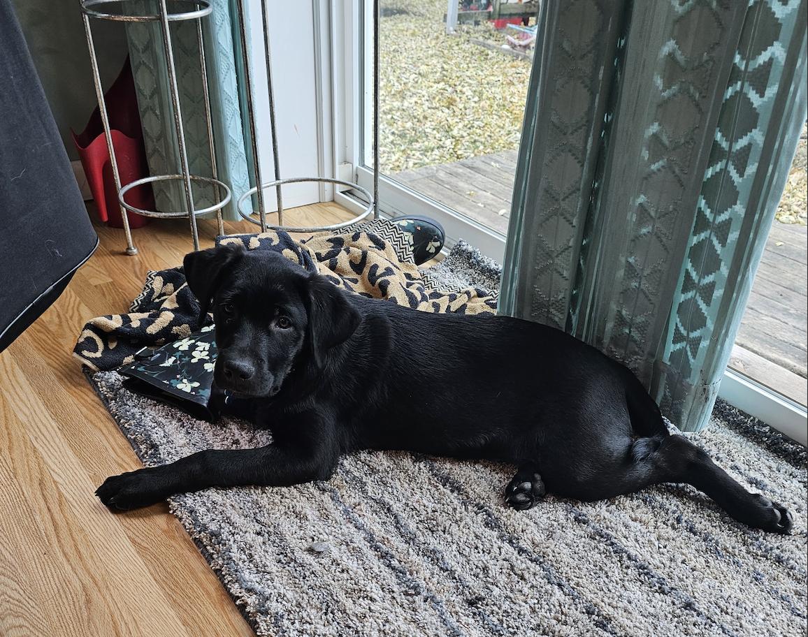 Elias, Adoptable, Puppy Male Retriever & Mixed Breed.