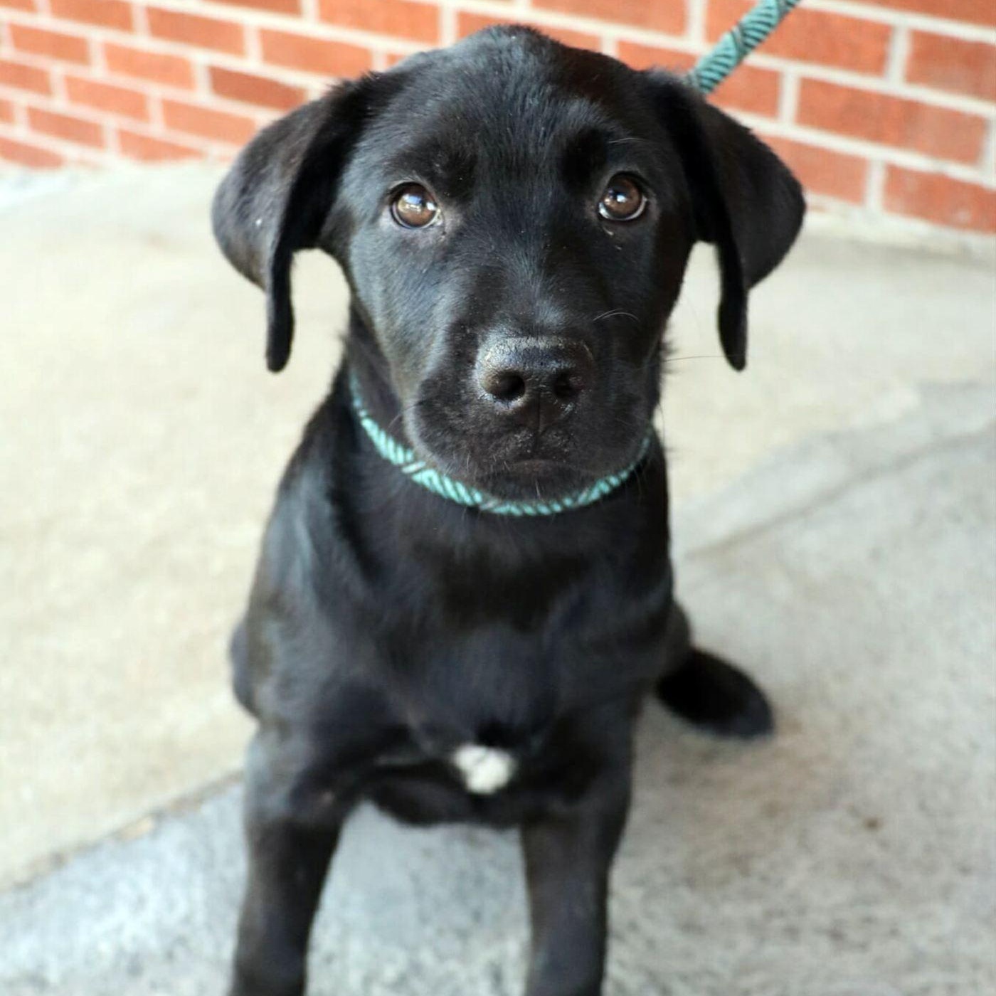 Elias, an adopted mixed breed in Minneapolis, MN image 2/3