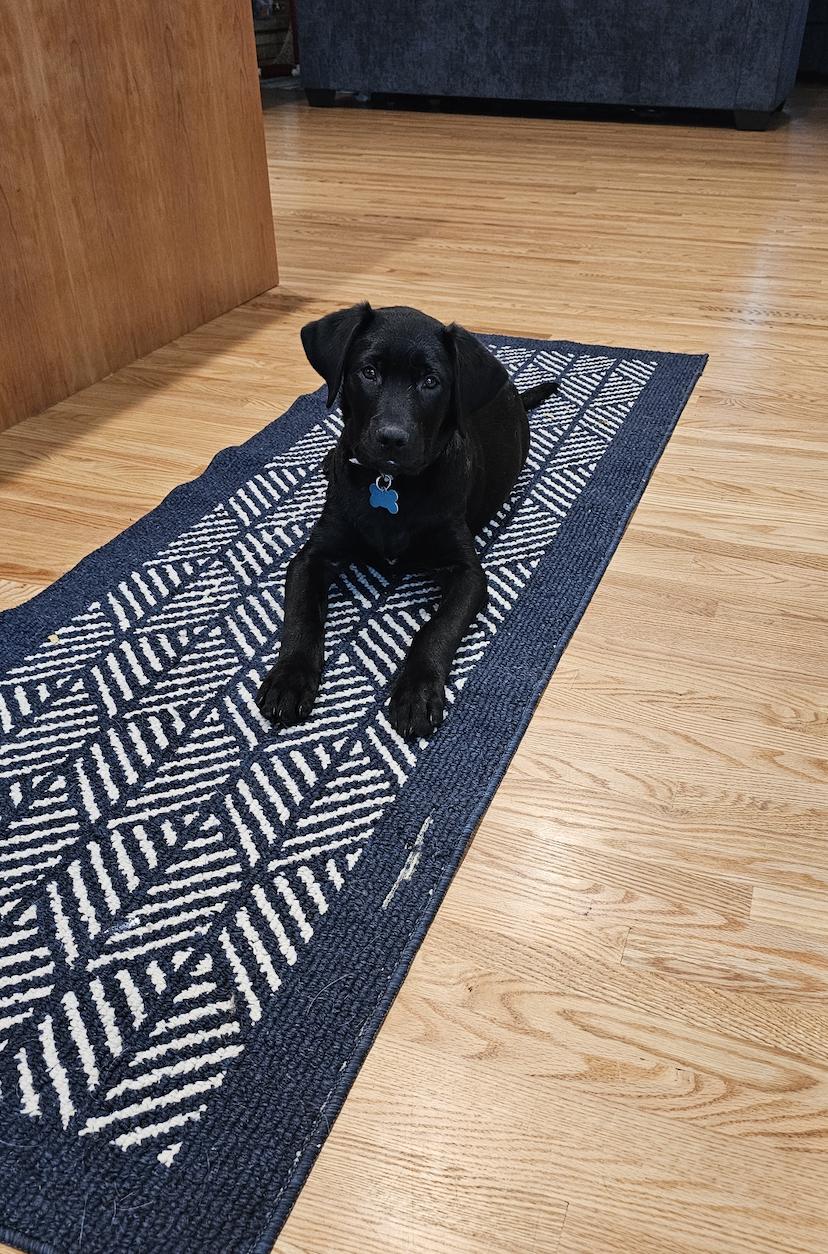 Elias, an adopted mixed breed in Minneapolis, MN image 3/3