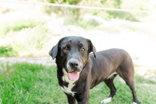 Stella, ADOPTABLE, Adult Female Labrador Retriever.