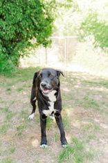 Stella, a ADOPTABLE Labrador Retriever in Lewiston, ID image 2/2