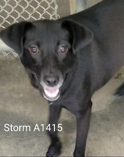 Enlarge Storm, a Adoptable mixed breed in Morganton, NC image 1/2
