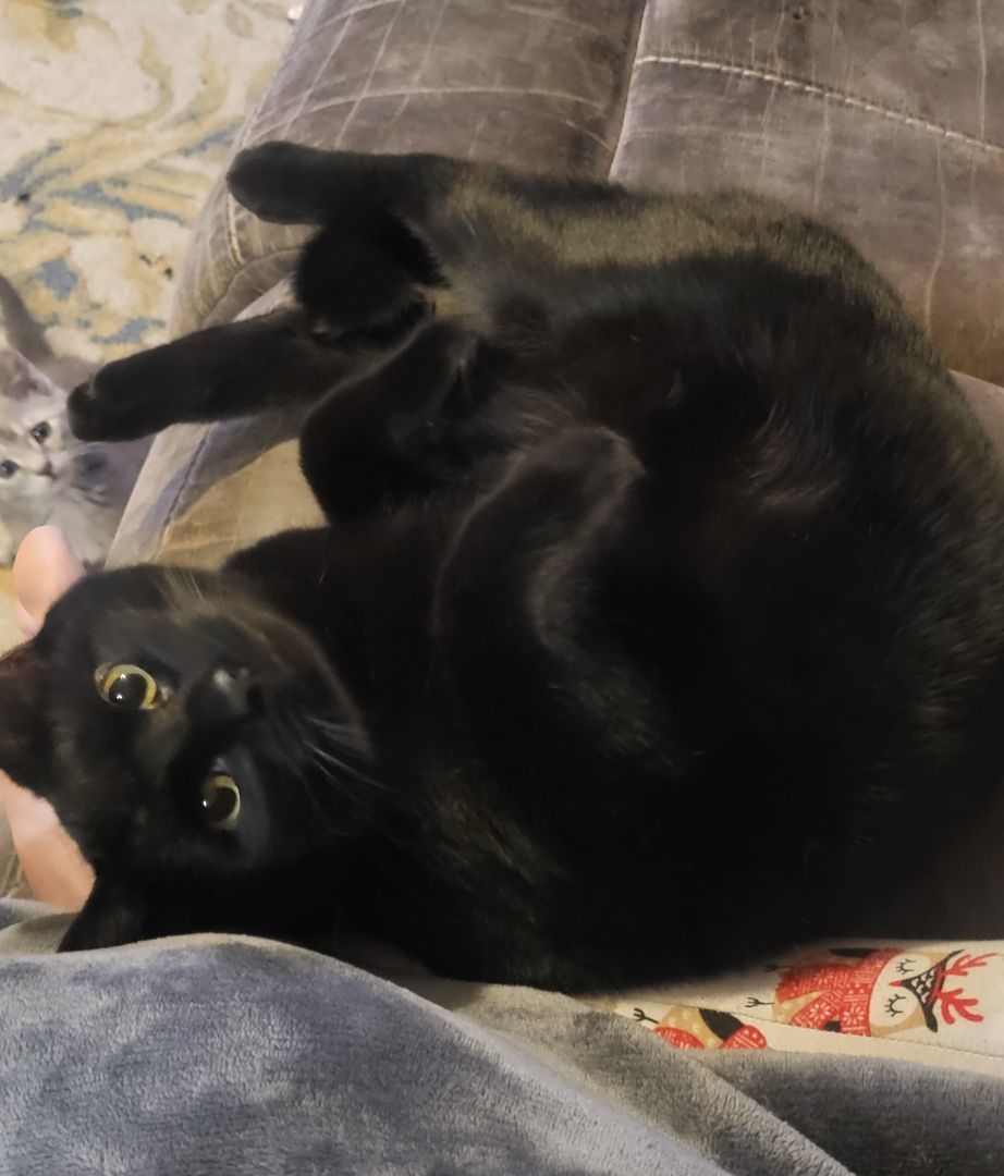 Enlarge Ace, a Adopted Domestic Short Hair in Morgantown, WV image 1/3