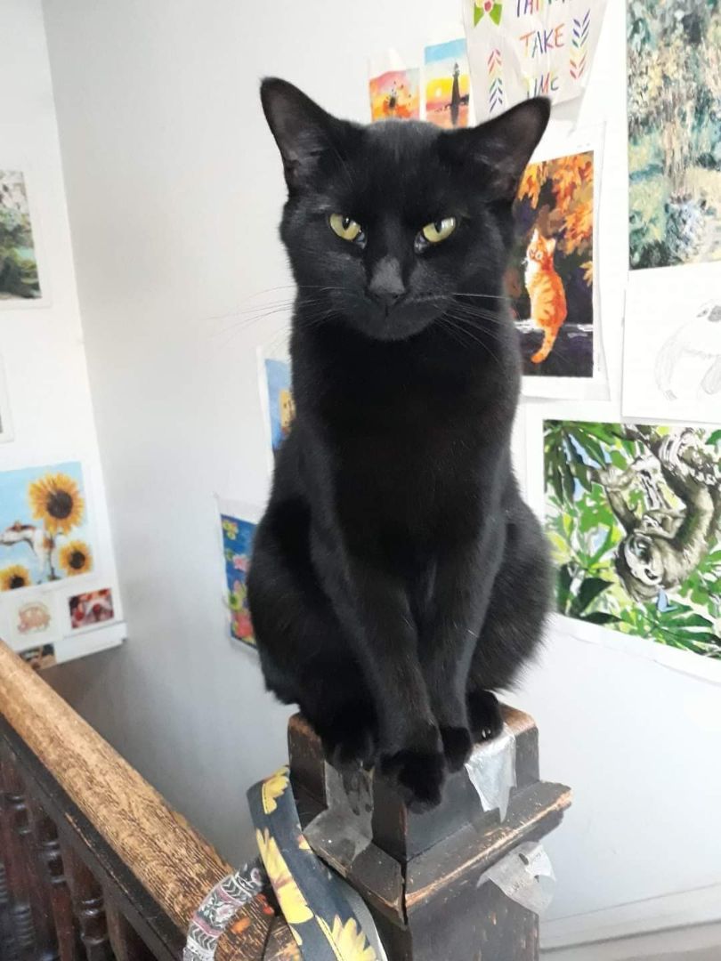 Enlarge Ace, a Adopted Domestic Short Hair in Morgantown, WV image 2/3